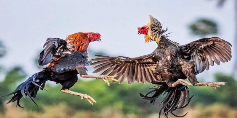 Tìm hiểu trường đấu gà Thomo nơi tổ chức trận đá gà 24 tỷ