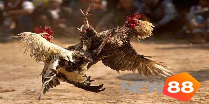 Hướng dẫn anh em đặt cược đá gà Campuchia trực tuyến