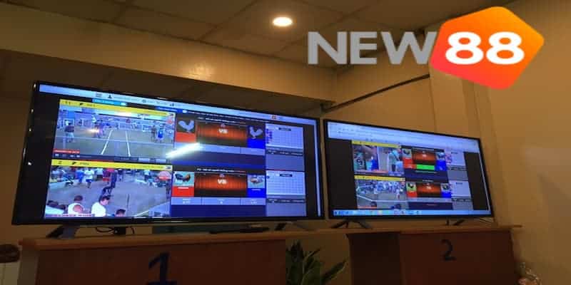 Những lưu ý cần nắm khi đặt cược đá gà mạng