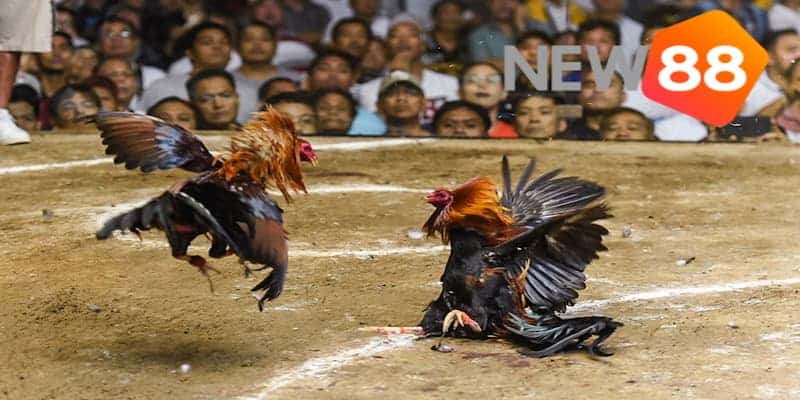 Trực tiếp đá gà tre - Nét đặc sắc trong làng gà đen