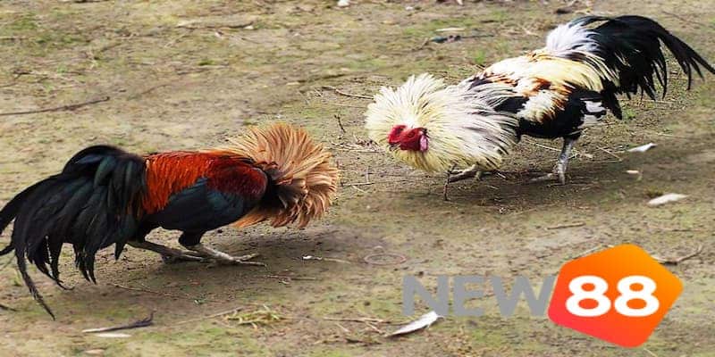 Cách chơi trực tiếp đá gà tre an toàn và hiệu quả