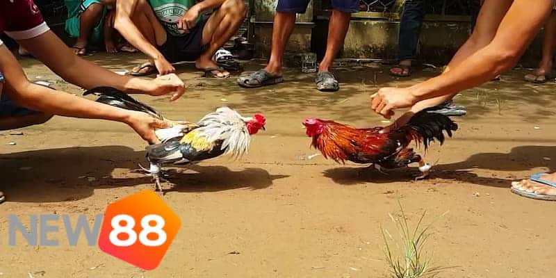 Một vài tình huống điển hình khi xem trực tiếp đá gà tre