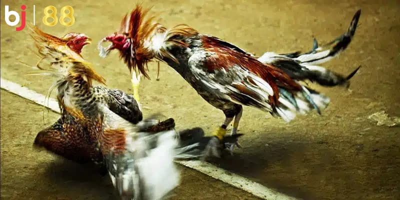 Quản lý ngân sách cược