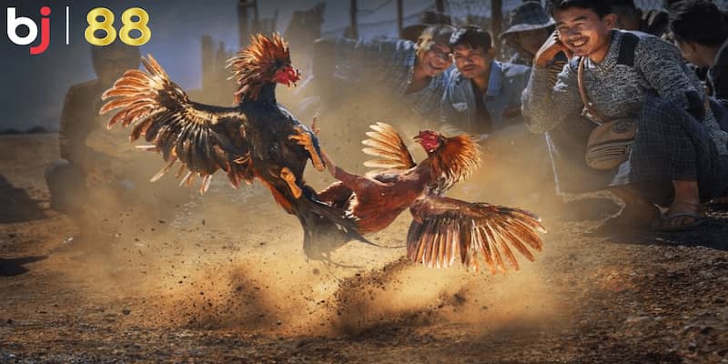 Giới thiệu tổng quan về sân chơi BJ88 đá gà