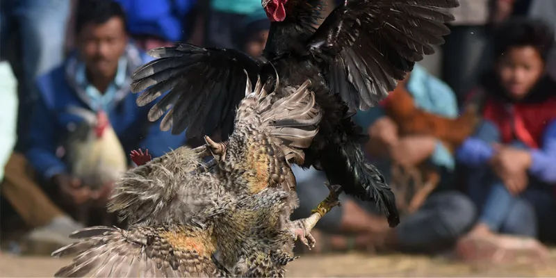 Bí quyết đá gà hiệu quả từ những tay chơi lão luyện