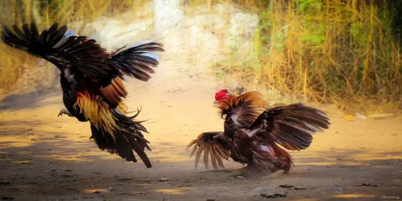 Giới thiệu về Đá Gà Cựa Dao